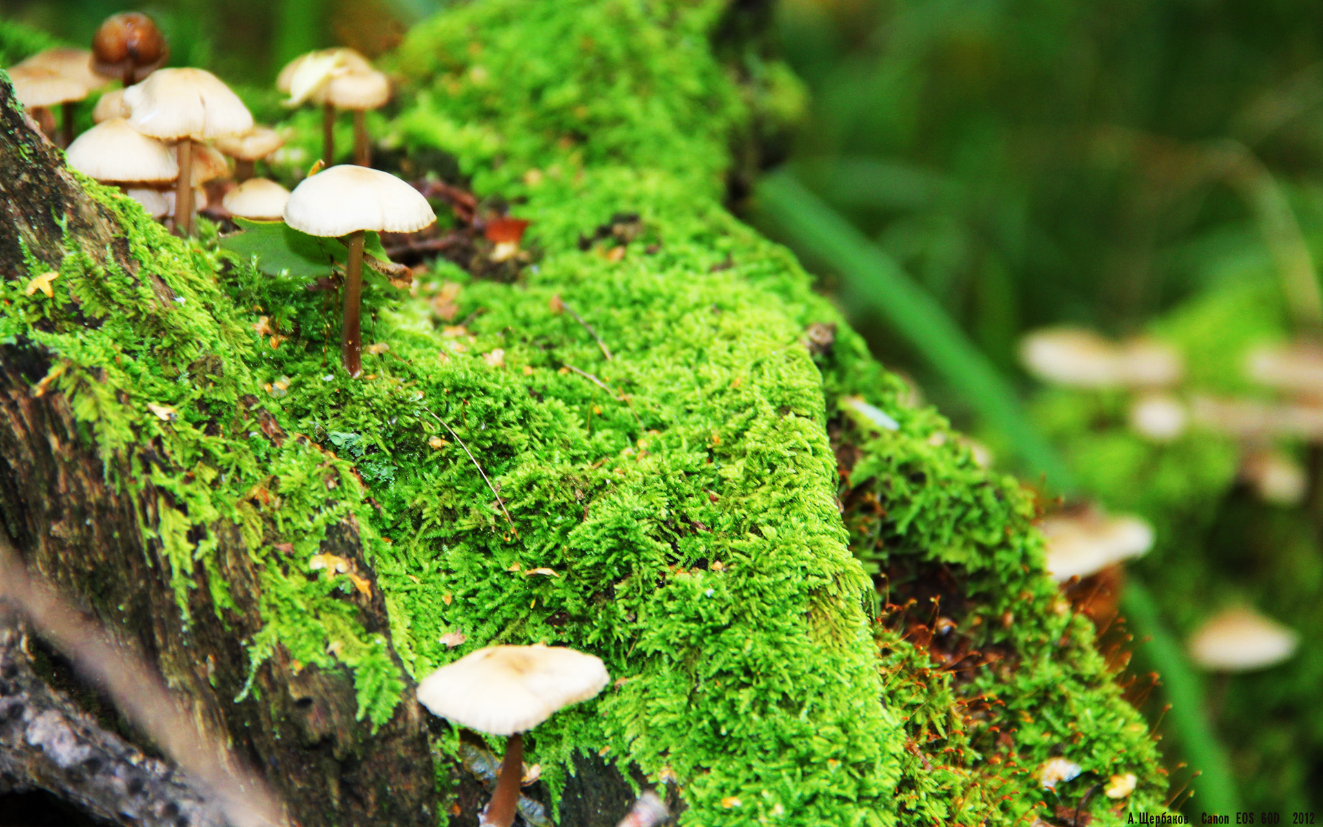 开云APP下载-巴西女足逆转晋级,下轮挑战法国,巴西队女足