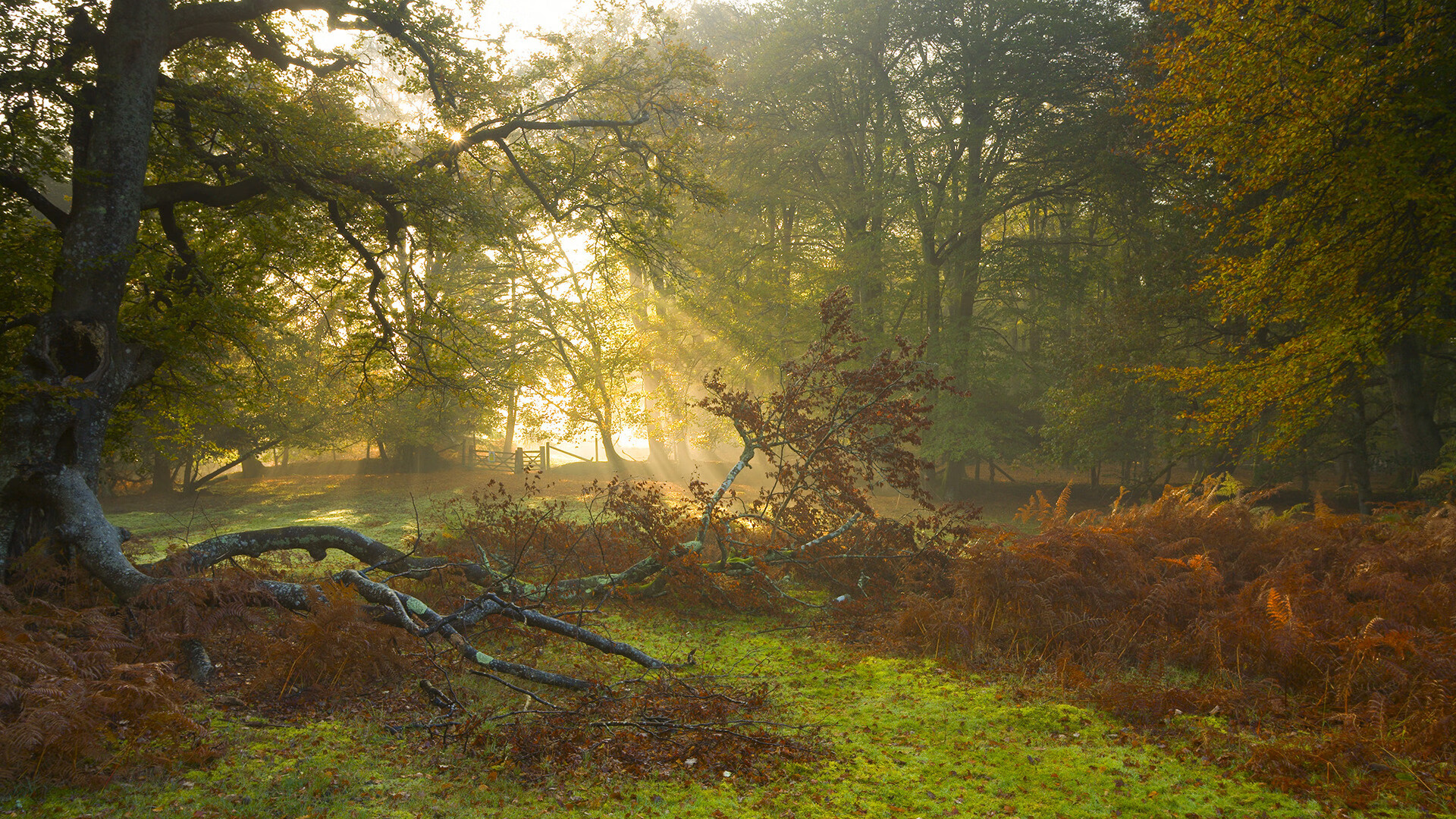 开云app安全认证-雄鹿队取得连胜 火力全开让对手无法抵挡,雄鹿队战术解析
