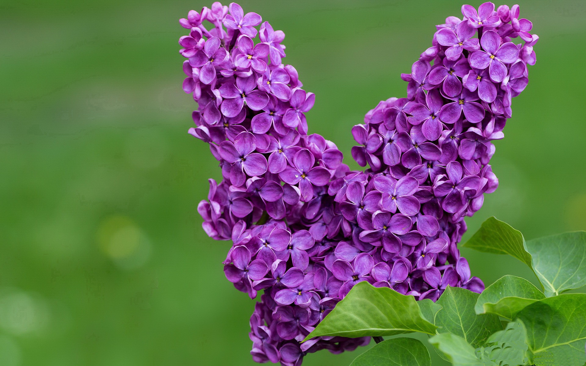 kaiyun sports-澳女队团队节奏完美 发挥极致,澳女足联赛直播