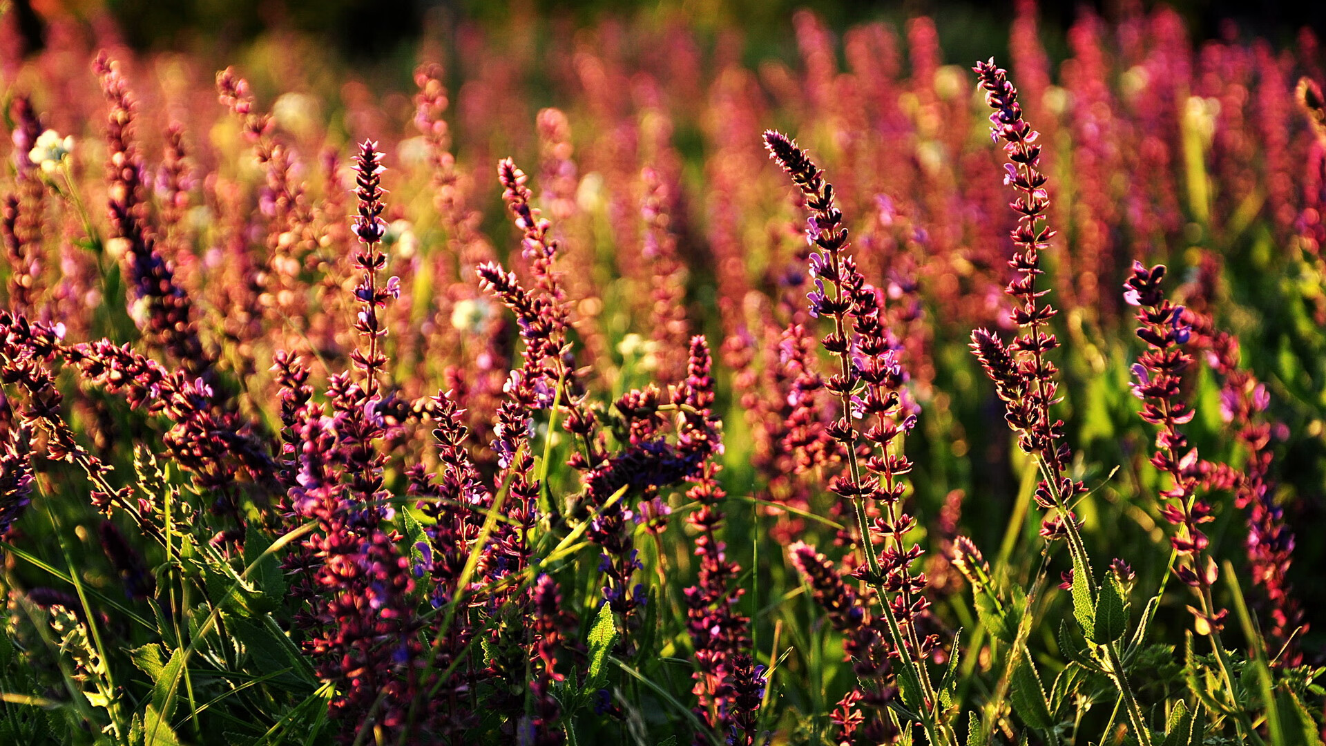 详细阅读:开云app安全认证-比赛前联合媒体开展公开训练日增强球队透明度与外界互动,比赛前一周怎么训练 开云app安全认证-比赛前联合媒体开展公开训练日增强球队透明度与外界互动,比赛前一周怎么训练